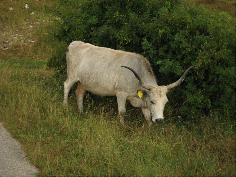 0SSKL_durmitor09118.jpg