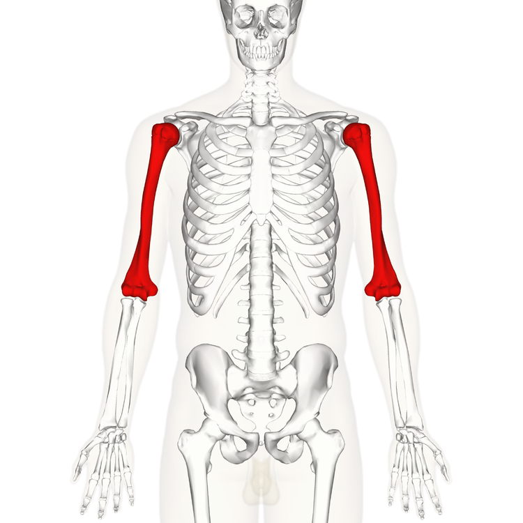 1280px-Humerus_-_anterior_view.png