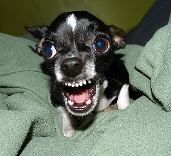 350px-Killer_Chihuahua.jpg