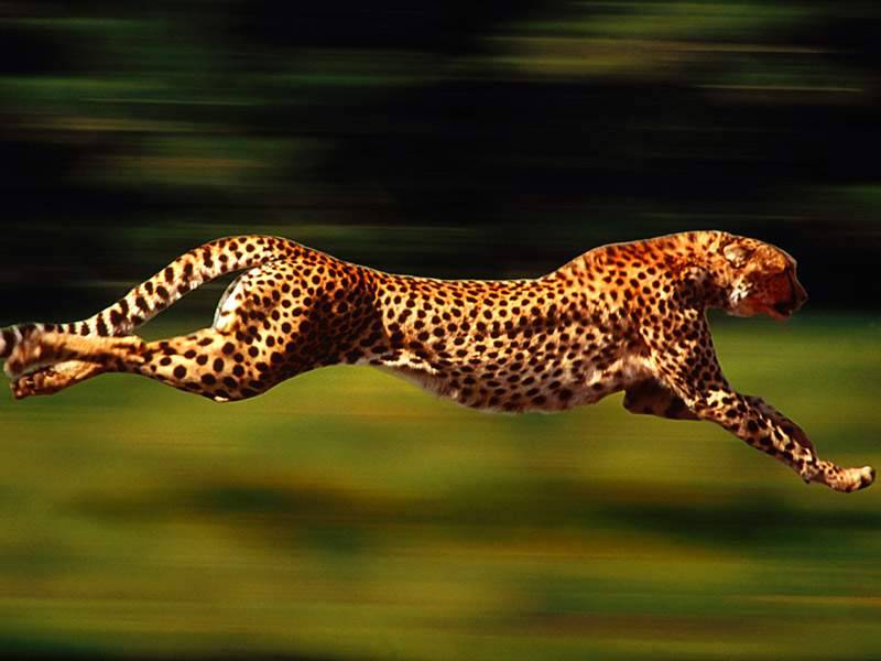 69320-animal-lovers-gepard.jpg