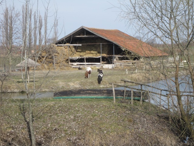 EJ0mi_palic2132010070.jpg