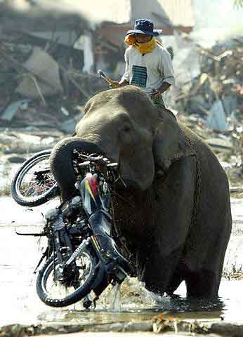 Elephant-motorcycle-transport.jpg