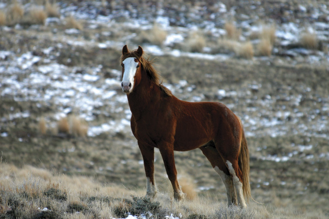 Lone-Mustang.jpg