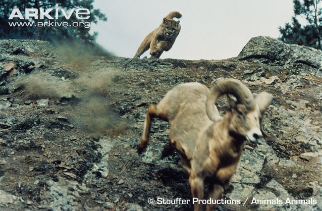 Mountain-lion-chasing-bighorn-sheep.jpg