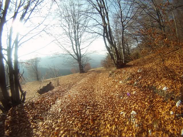 Pov501Copy.jpg