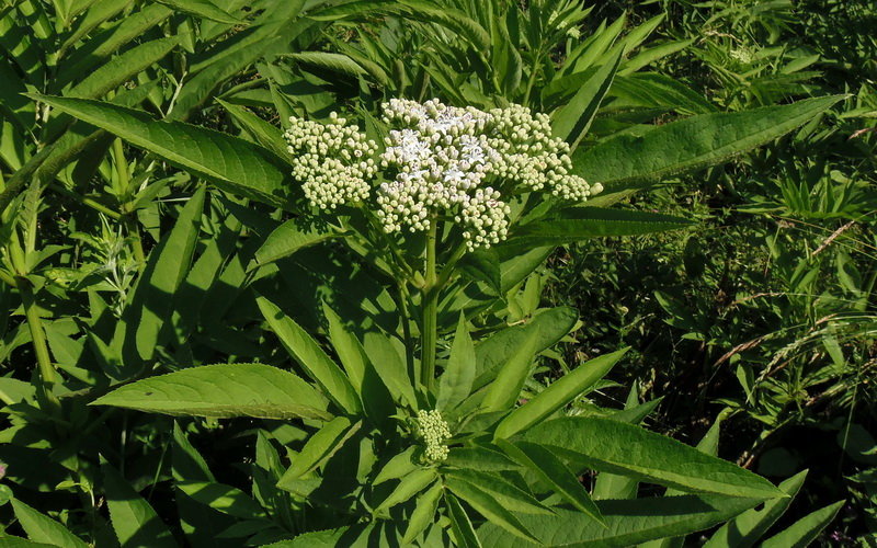 Sambucus-ebulus-flos-Burjan-European-dwa