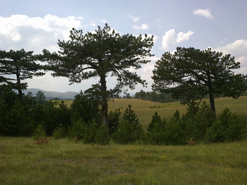 Zlatibor_juli_2013_21.jpg