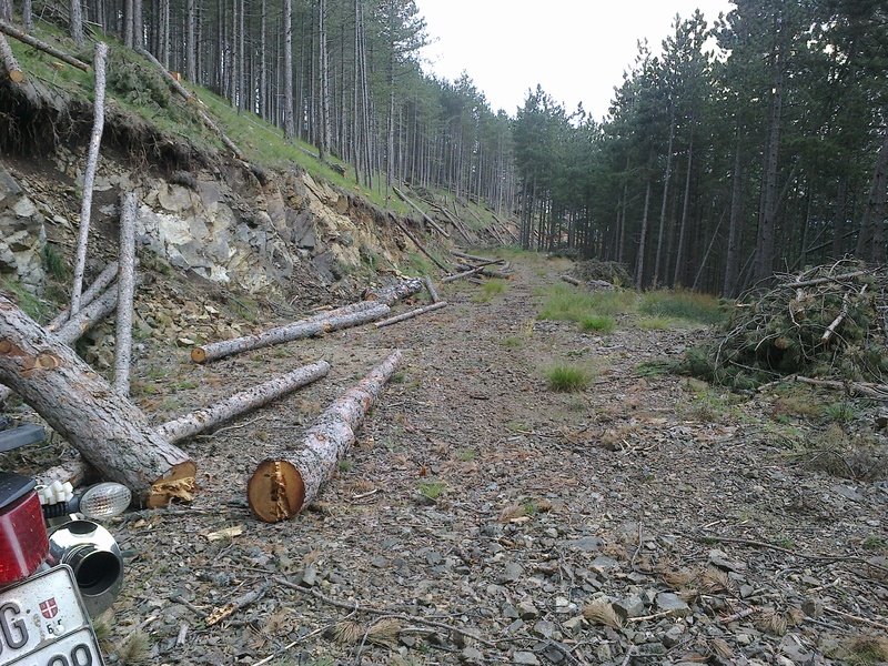 Zlatibor_juli_2013_35.jpg