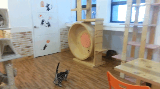 cat_15.gif.1a49ea49bfdff06a450f17346e4fbfb5.gif