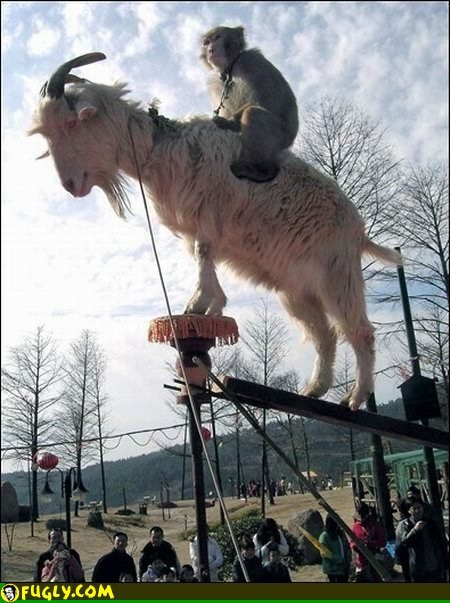 monkey_riding_a_goat.jpg