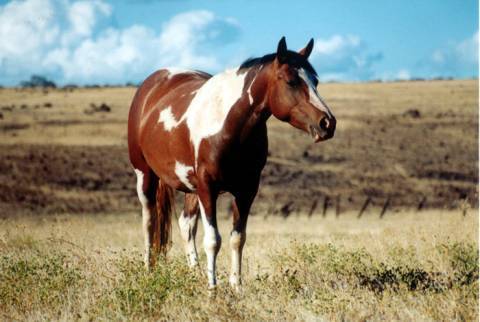 ngu67_horsestallion1.jpg