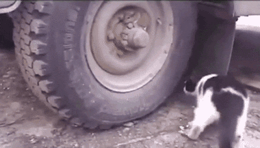 post-34454-0-22335300-1489774666.gif