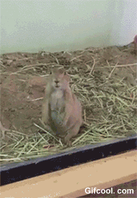 post-34454-0-34549500-1489774583.gif