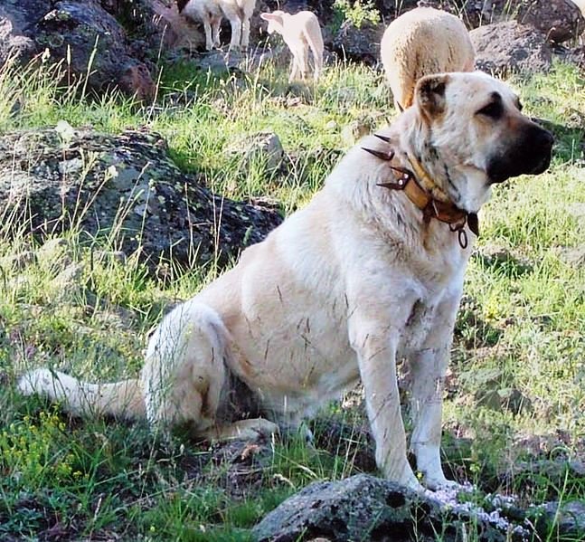 1163349973_647px-Kangal_dog_with_spikey_collar_Turkey.jpg.4cf7d612692a32ed8fb461b44d7d47af.jpg