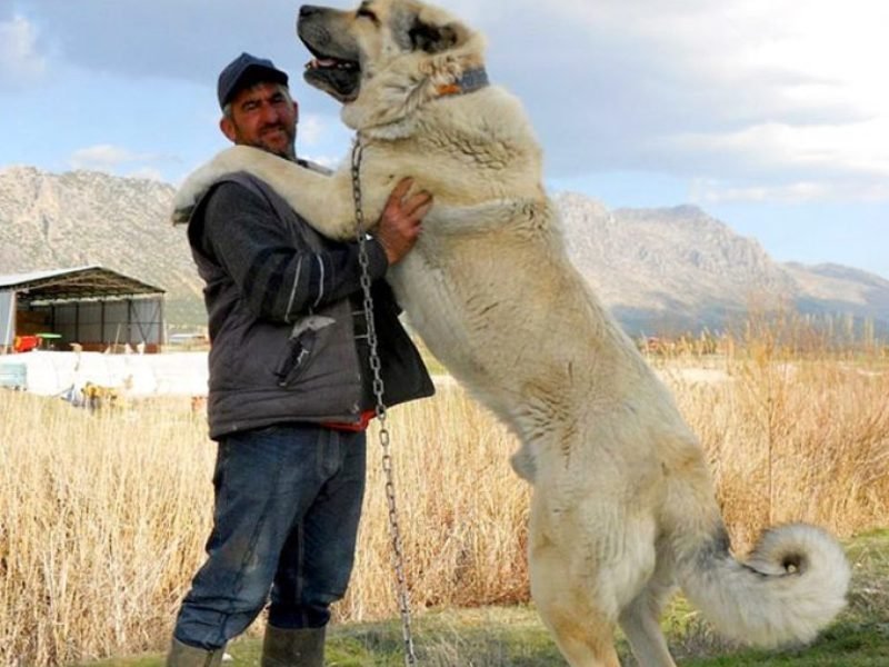 KANGAL.jpg.547966d95323ba0f36c87974744a637d.jpg