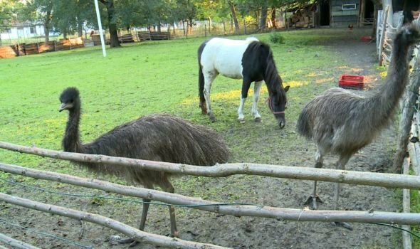 tmb_mini_zoo_vrt_eko_park_ilina_voda_-_avg_2021_-_010.jpg