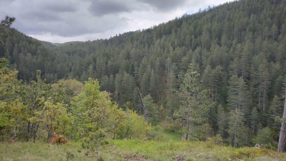 IMG_20250517_110737040_HDR.thumb.jpg.01f9725c4abb16cf8a8f01d14704807b.jpg